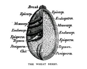 wheat-berry