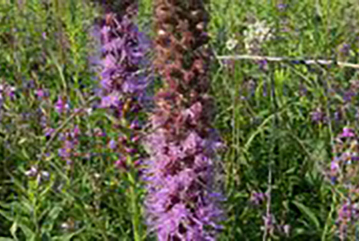 Two spikes with small purple flowers blooming on the bottom halves.