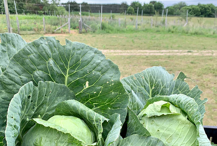 Cabbage.