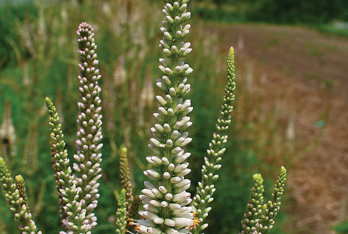 Several spikes of small, white flowers.