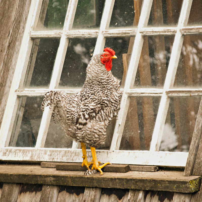 A black-and-white rooster standing on a windowsill looking in