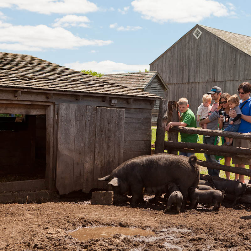 A group of people looking over a fence at a large pig and several piglets
