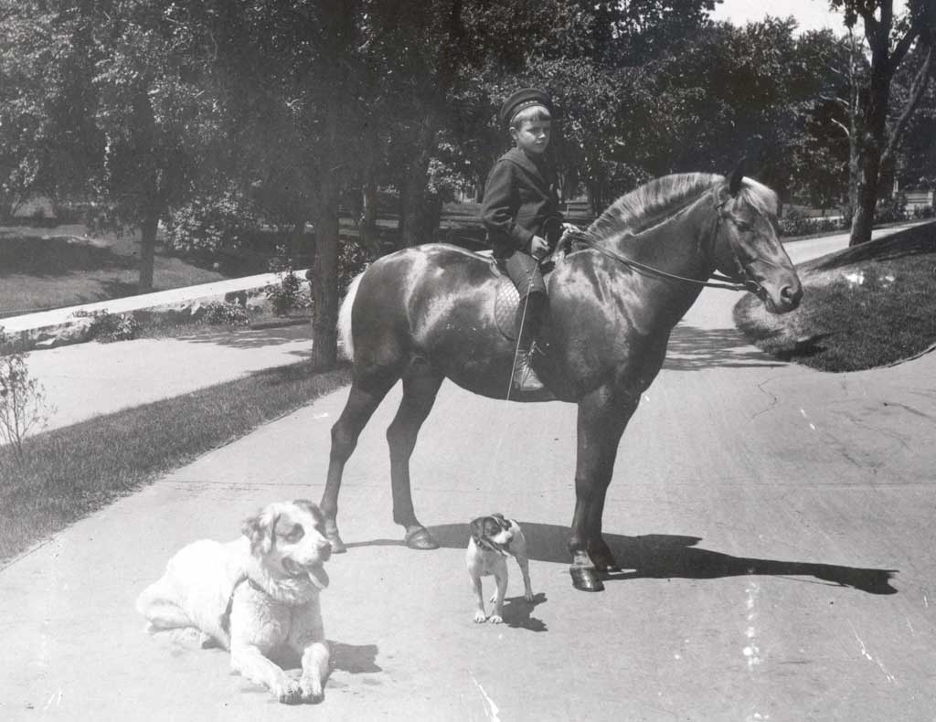 A boy on a horse near two dogs
