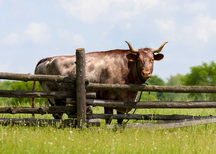 Oxen standing next to a fence.
