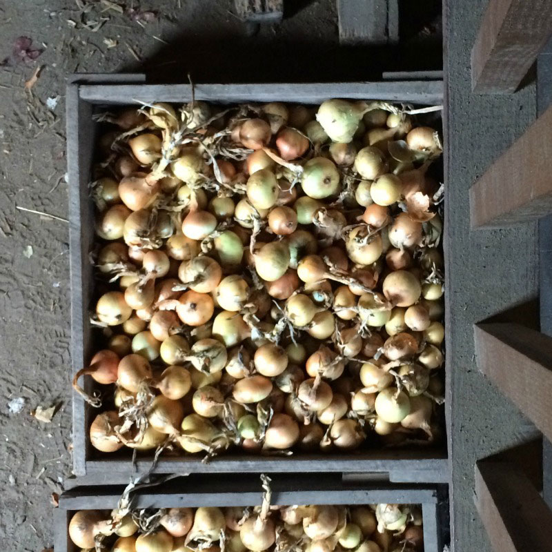 A box of onions viewed from above.