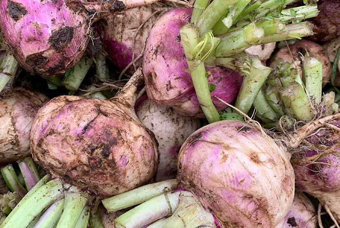 Radishes.