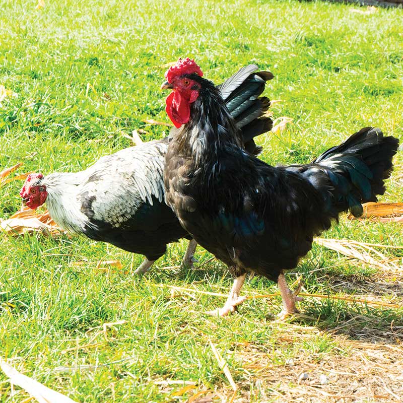 A white-and-black rooster and a mostly black rooster in grass