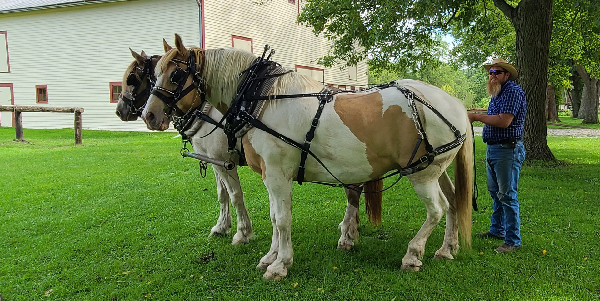 Draft horses.