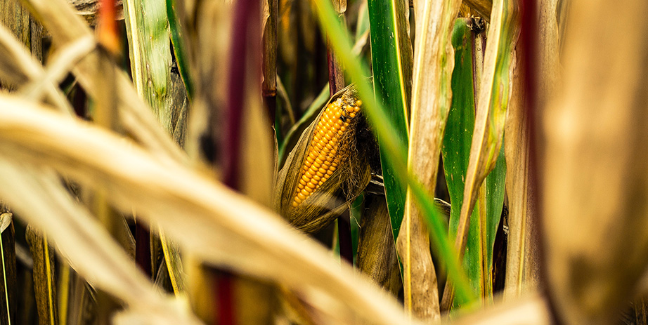 Harvest Days at Oliver Kelley Farm