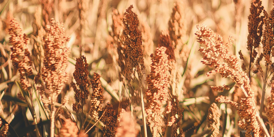 Prairie Sugar Event at Oliver Kelley Farm