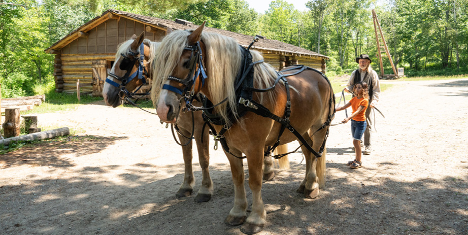 Draft Horse Experience Forest History Center