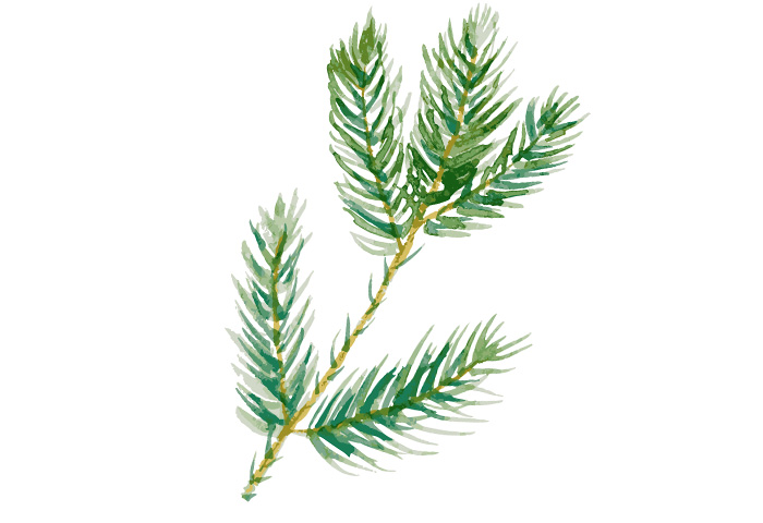pine branch.