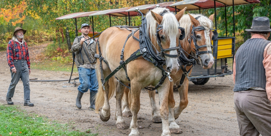The Draft Horse Experience Forest History Center