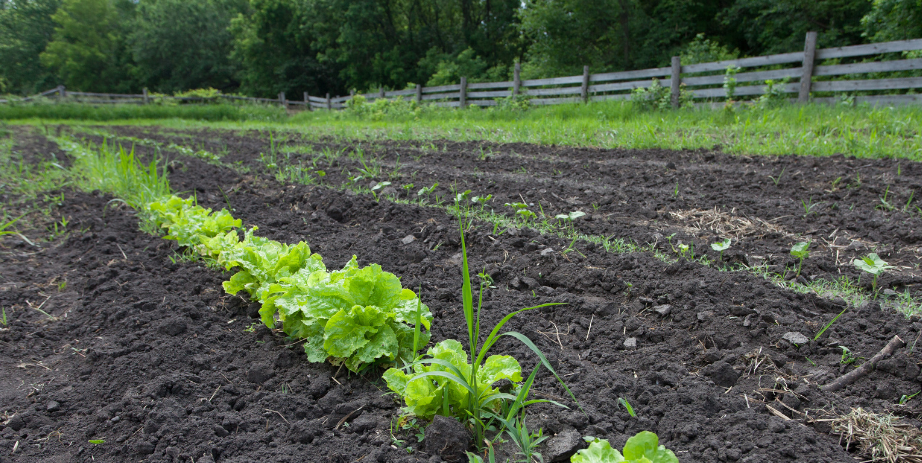 Image of a springtime garden