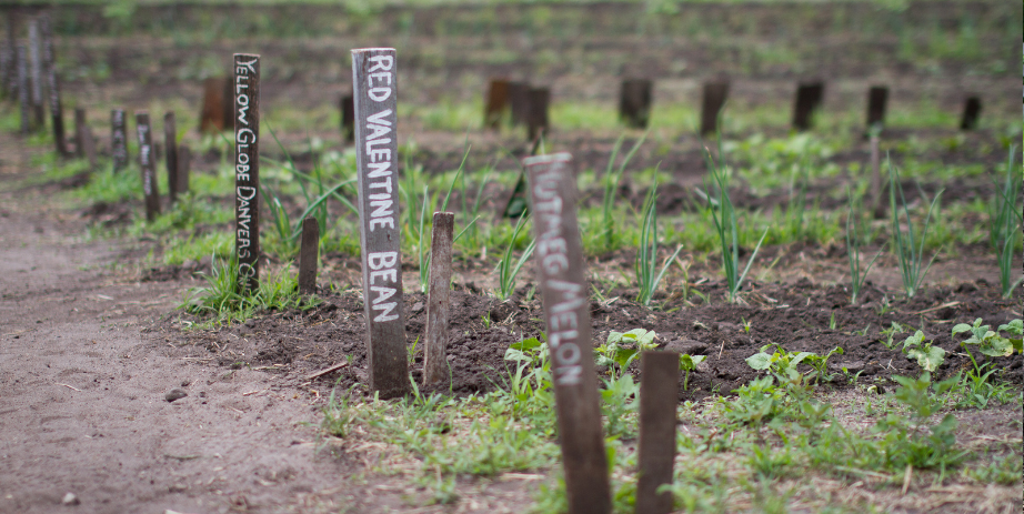 Image of a newly planted vegetable garden