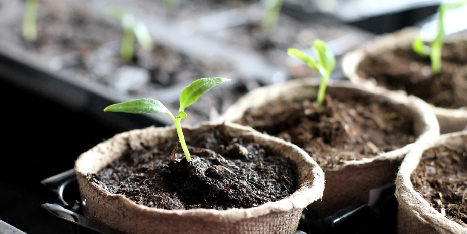 Image of seedlings starting to sprout in compostable cups