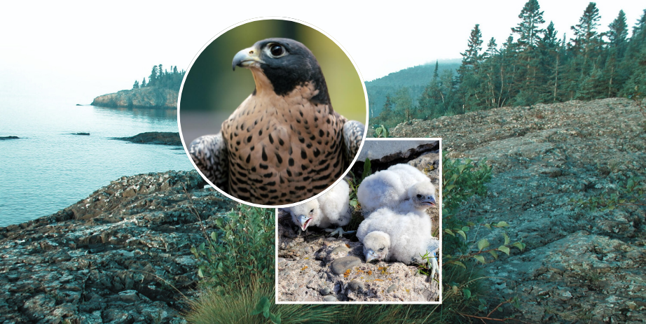 Image of a peregrine falcon against the backdrop of the North Shore.