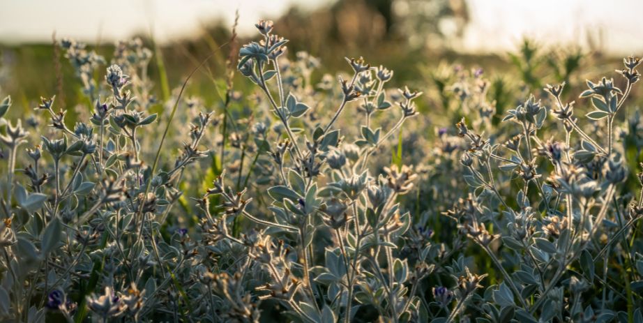 sunlit prairie flora