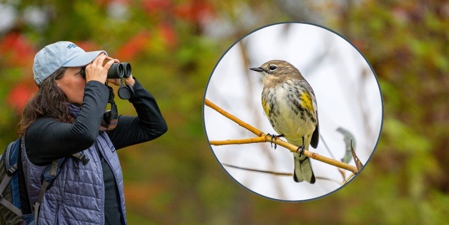 Warbler Walks Forest History Center