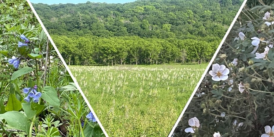 Native Prairie Hike Historic Forestville