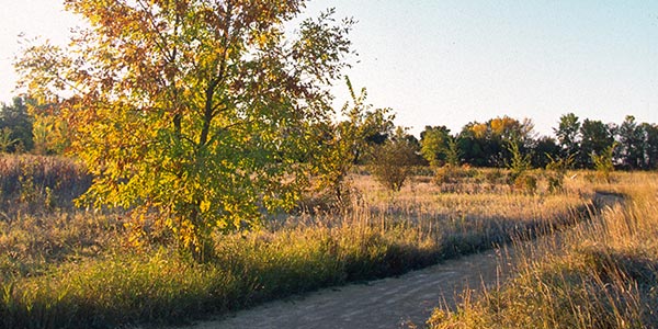 Walking path