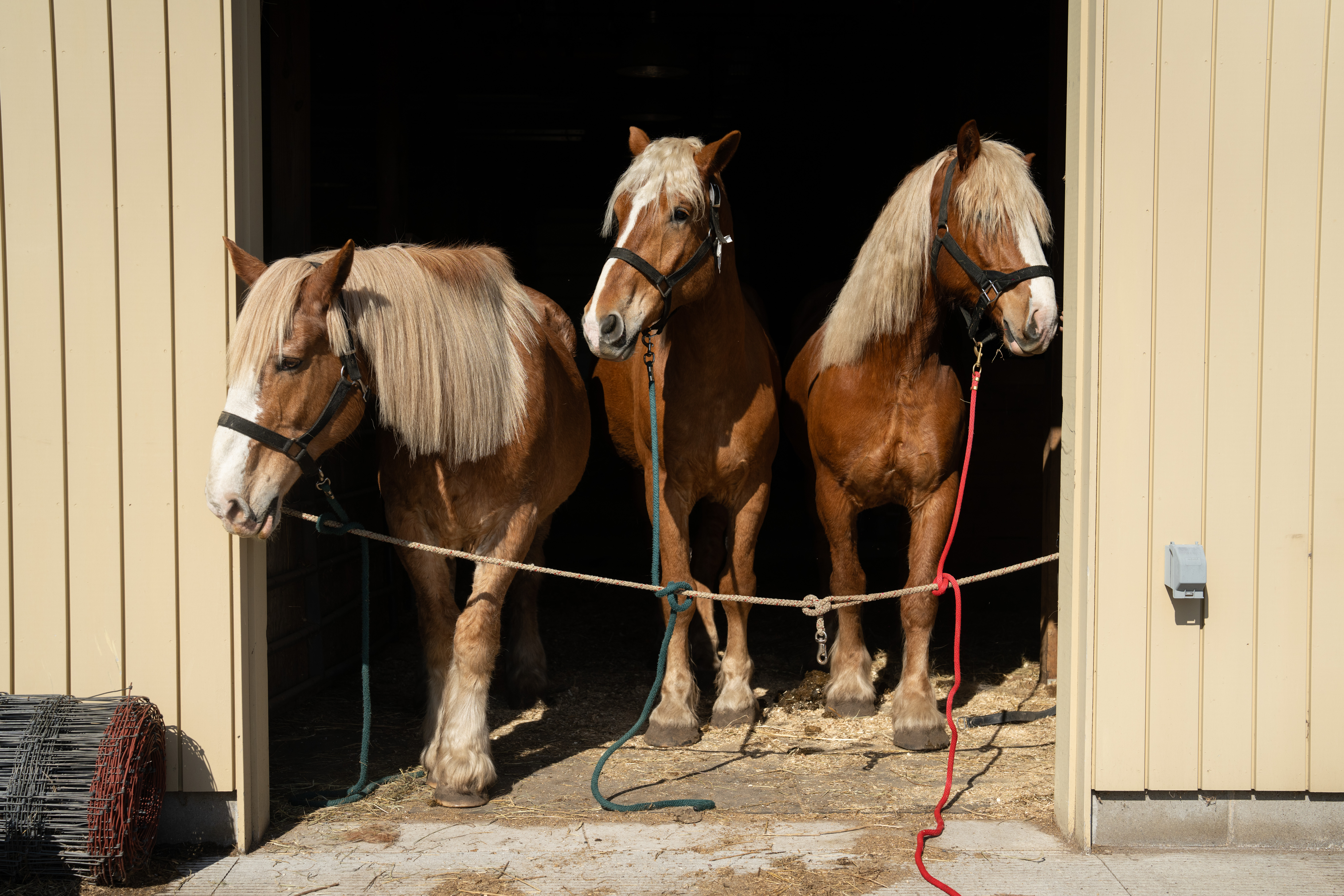 25_photography_2025-04-23_okf_new-horses_mark-brown