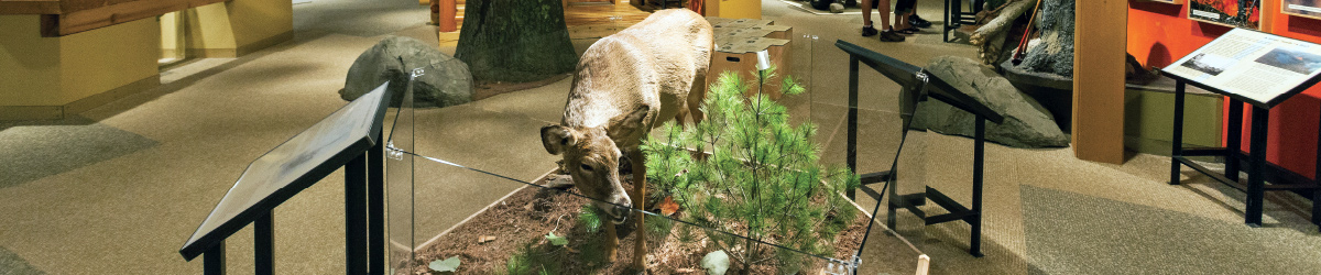 A museum exhibit featuring a taxidermy elk.