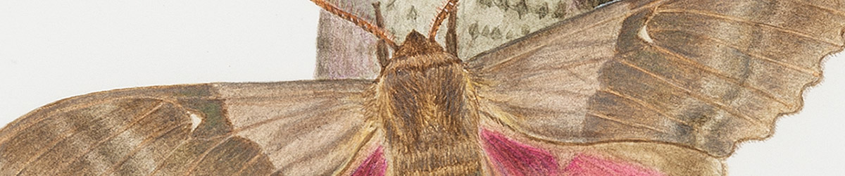 Drawing of a moth.