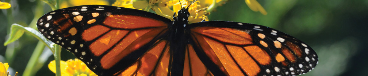 A monarch butterfly with wings open on a yellow flower, from above.