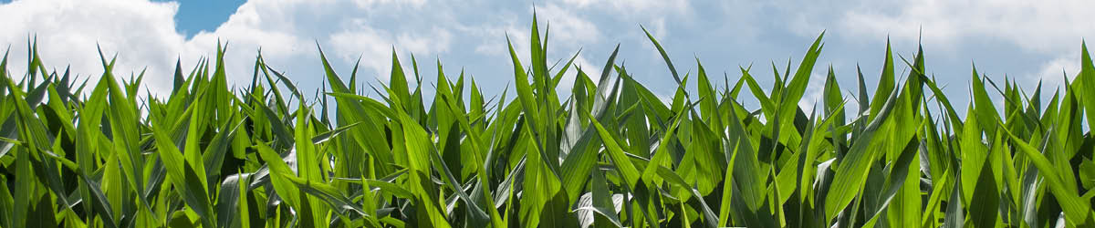 Closeup of a corn field with a blue sky and clouds in the background