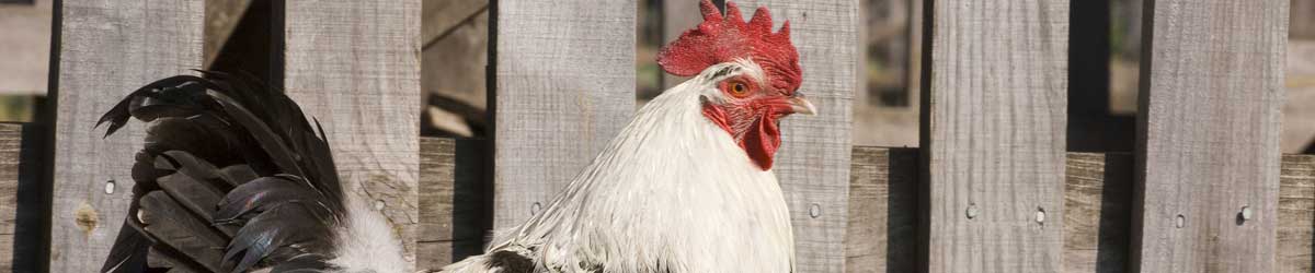 A black-and-white rooster