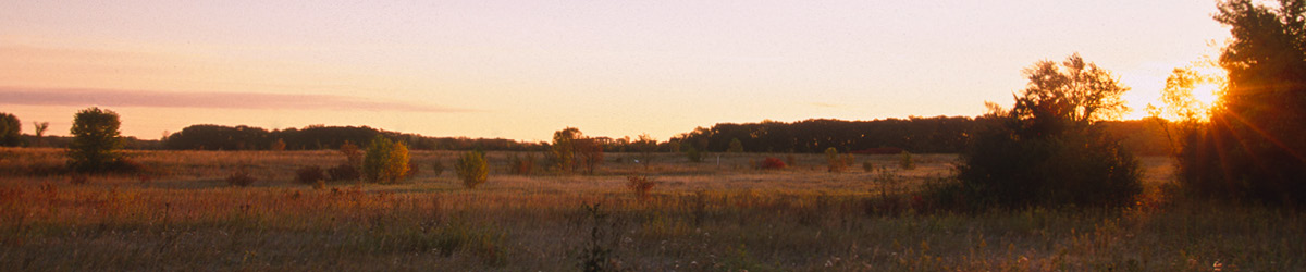 Birch Coulee Battlefield in dusk sunshine.