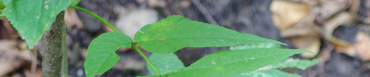 Close-up of green leaves near the ground.