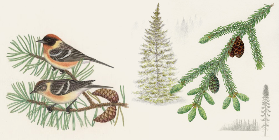 Julie Martinez, Bay-breasted Warbler (Setophaga castanea), watercolor and colored pencil.