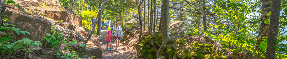 A summer scene with three people walking on a dirt path in a pine forest