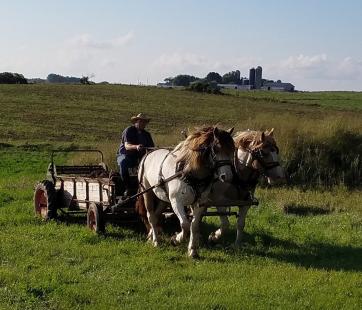 Draft Horse Harnessing Demonstration and Wagon Ride