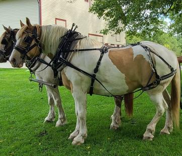 Draft horses.