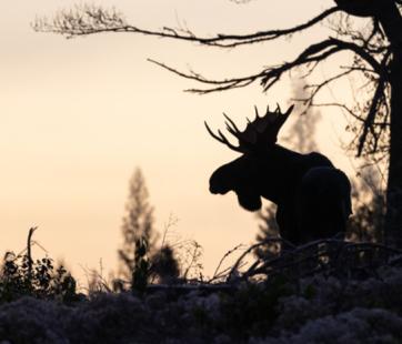 Photography & Art at the Rock: Featuring Tom Spence