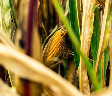 Harvest Days at Oliver Kelley Farm