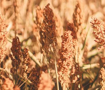 Prairie Sugar Event at Oliver Kelley Farm