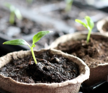 Image of seedlings starting to sprout in compostable cups