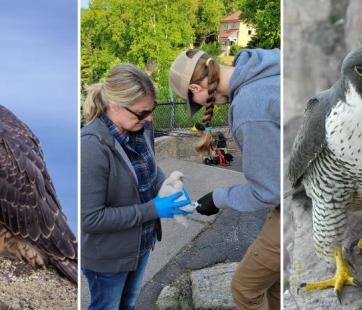 Peregrines of the North Shore at Split Rock Lighthouse