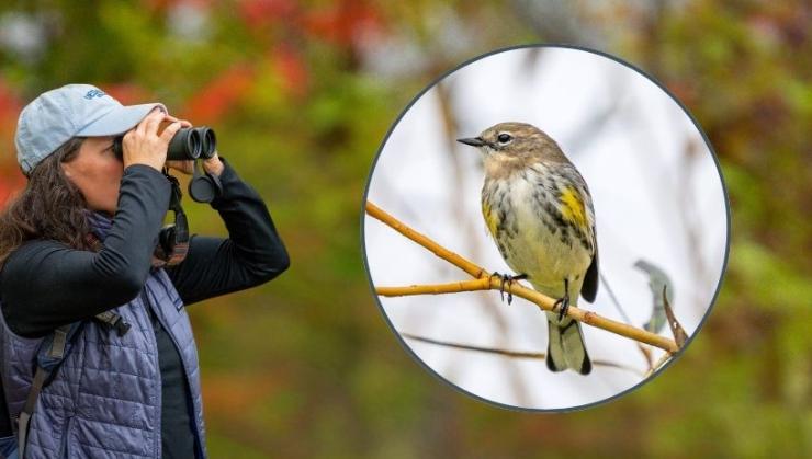 Warbler Walks Forest History Center